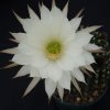 Echinopsis_obrepanda